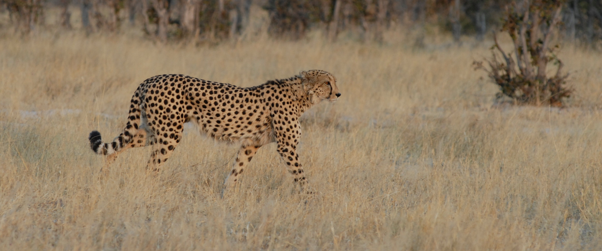 African Safari  Altitude Travel handpick luxury experience (1)